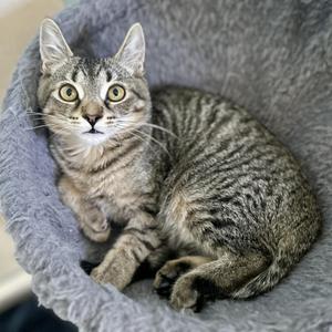A tabby cat with green eyes sitting in a gray cat bed.