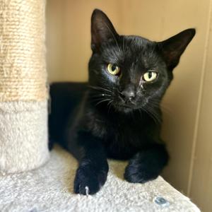 Howard, kitten, available for adoption