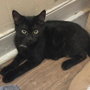 Twilight, kitten, available for adoption