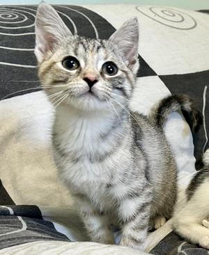 Lollipop, kitten, available for adoption