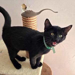Jackson, kitten, available for adoption