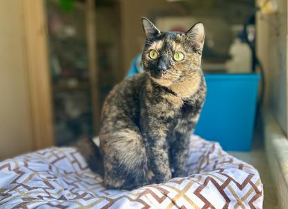 Kuni, adult, available for adoption
