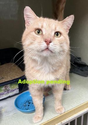 Peanut, adult, available for adoption
