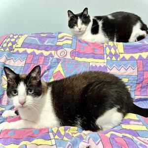 Wyatt and Raj, adult, available for adoption