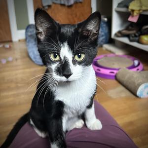 Ice Cream, kitten, available for adoption