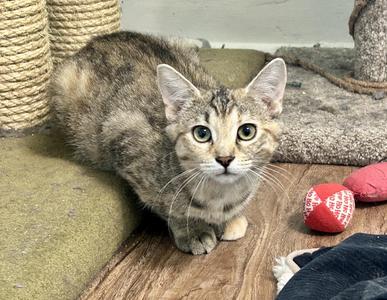 A tabby cat with green eyes sitting on a wooden floor, surrounded by cat toys and a scratching post.