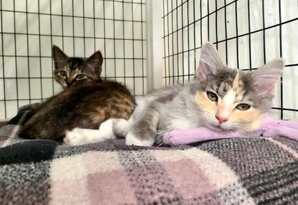 Chrissy & Janet, kitten, available for adoption