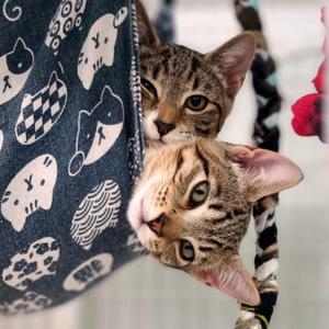 Glory & Star, kitten, available for adoption
