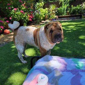 Patty Cakes, Shar-Pei, adult, available for adoption