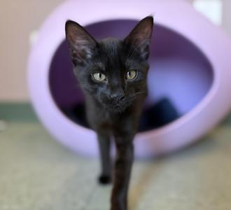 The Straw Hat Pirates, kitten, available for adoption