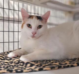 Annabelle, young, available for adoption