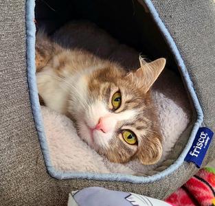Lucinda, young, available for adoption
