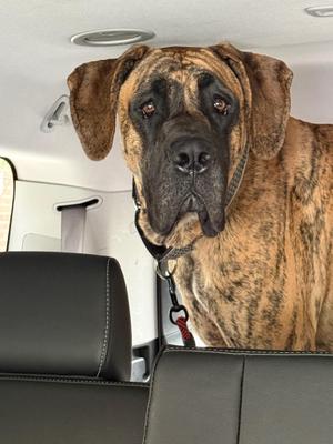 Henry, Great Dane, young, available for adoption
