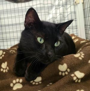 Kebo, young, available for adoption