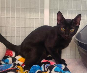 Chassi & Chevy, kitten, available for adoption