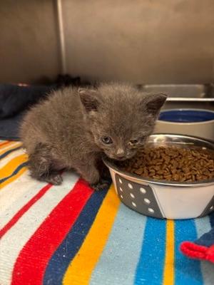 Luna, kitten, available for adoption