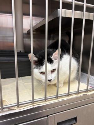 Lucy, senior, available for adoption
