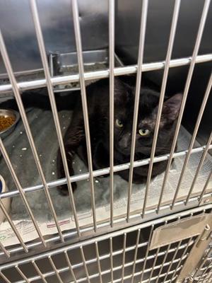 Spaz, adult, available for adoption