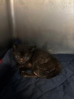 Hagrid, kitten, available for adoption