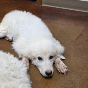 Drew, Pyrenees, Great, adult, available for adoption