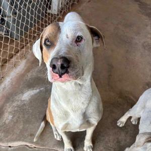 Dallas, Terrier, American Pit Bull, adult, available for adoption