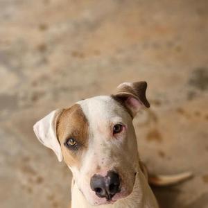 Dallas, Terrier, American Pit Bull, adult, available for adoption
