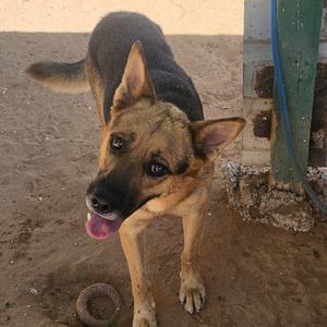 Bobby, Shepherd, German, senior, available for adoption