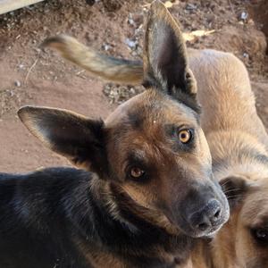 Bruny, Shepherd, adult, available for adoption