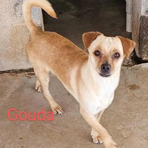 Gouda, Chihuahua, adult, available for adoption