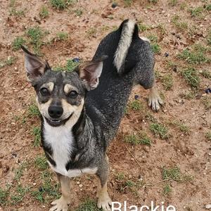 Blackie, Chihuahua, adult, available for adoption