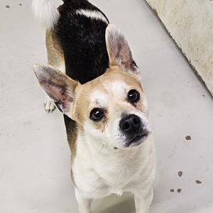 EJ, Terrier, Jack Russell, adult, available for adoption