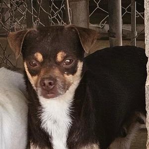 Dexter, Chihuahua, senior, available for adoption