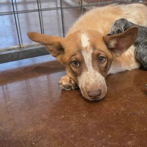 Bandit, Husky, puppy, available for adoption