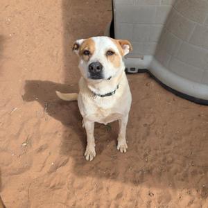 Frankie, Cattle Dog, Australian (Red Heeler), senior, available for adoption