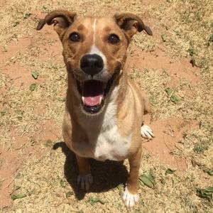 Banner, Retriever, Labrador, senior, available for adoption