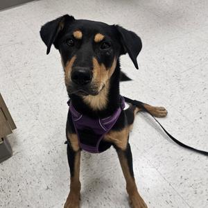Barron, Shiba Inu, adult, available for adoption