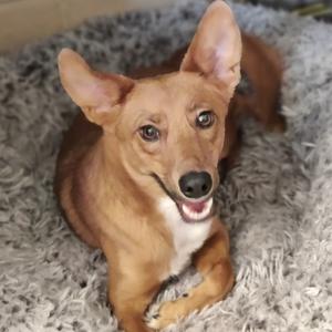 Autumn, Shepherd, senior, available for adoption