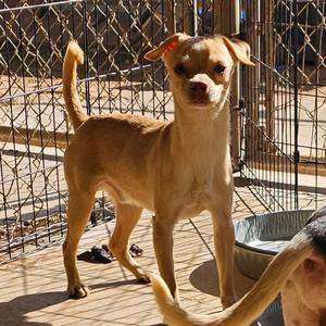 Garth, Chihuahua, adult, available for adoption
