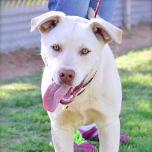 Castiel, Retriever, Labrador, senior, available for adoption