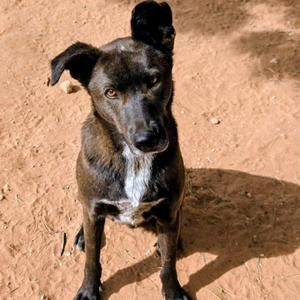 Cannoli/Fenir, Hound, adult, available for adoption