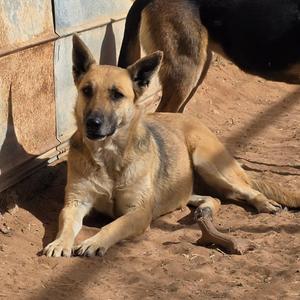 Blondie, Shepherd, adult, available for adoption