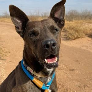Ace, Retriever, Labrador, senior, available for adoption