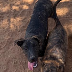 Two dogs standing on a sandy surface, one with a black coat and the other with a brindle coat, both looking towards the camera.