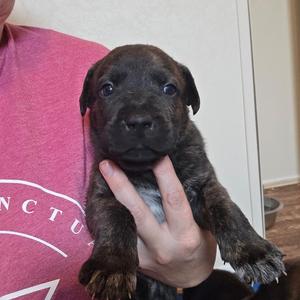 Diesel, Shepherd, adult, available for adoption