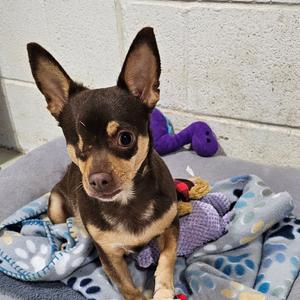 Devina, Chihuahua, available for adoption