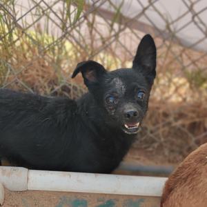 Chasez, Chihuahua, senior, available for adoption