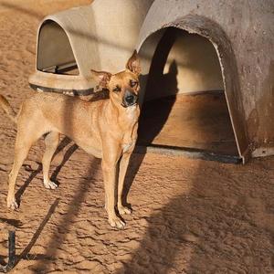Etta, Shepherd, adult, available for adoption