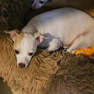 Grant, Chihuahua, adult, available for adoption