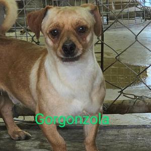 Gorgonzola, Chihuahua, adult, available for adoption