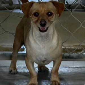 Gorgonzola, Chihuahua, adult, available for adoption
